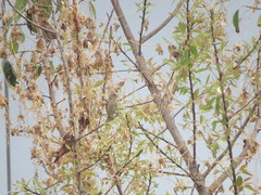 Haemorhous mexicanus