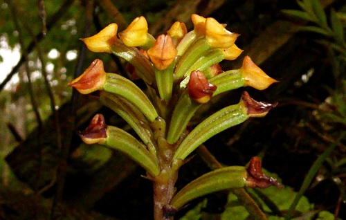 Polystachya pyramidalis