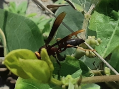 Polistes infuscatus