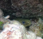 Gymnothorax funebris