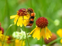 Trichodes bibalteatus