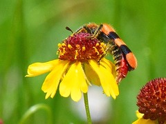 Trichodes bibalteatus