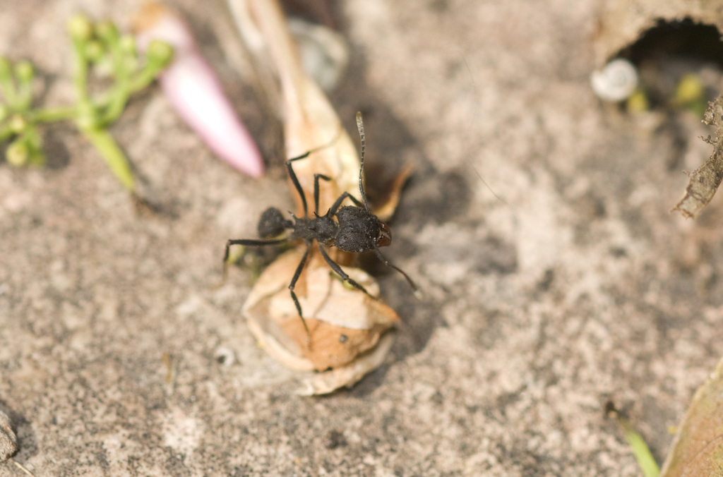 leaf-cutter ants