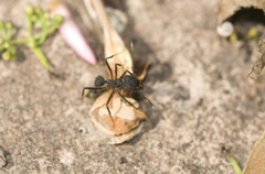 Acromyrmex lundii