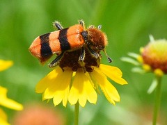 Trichodes bibalteatus