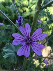 Malva sylvestris sylvestris