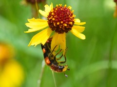 Trichodes bibalteatus