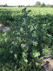 Malva sylvestris sylvestris