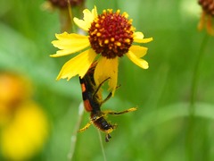 Trichodes bibalteatus