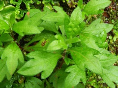 Erigeron karvinskianus image