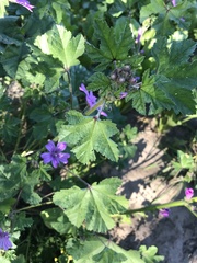 Malva sylvestris sylvestris
