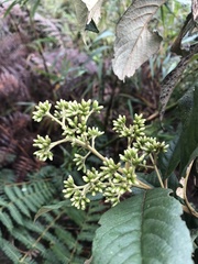 Critoniopsis