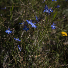 Lobelia flaccida