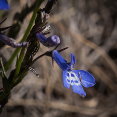 Lobelia flaccida