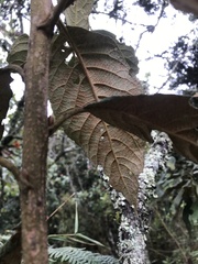 Critoniopsis