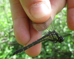 Hylogomphus adelphus