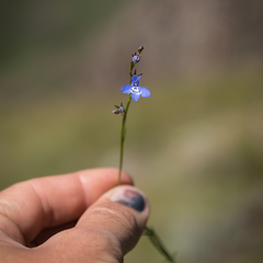 Lobelia flaccida