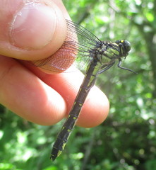 Hylogomphus adelphus