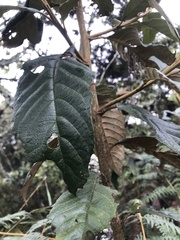 Critoniopsis