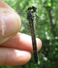 Hylogomphus adelphus