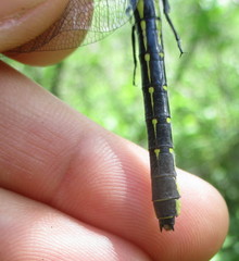 Hylogomphus adelphus