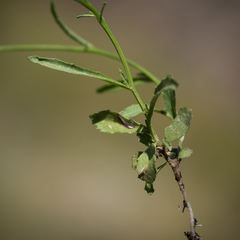Lobelia flaccida