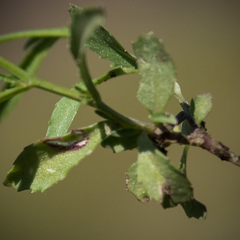 Lobelia flaccida