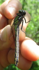 Hylogomphus adelphus