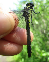 Hylogomphus adelphus