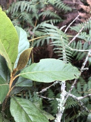 Critoniopsis