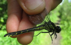 Hylogomphus adelphus