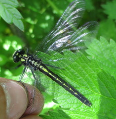 Hylogomphus adelphus