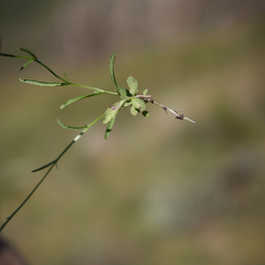 Lobelia flaccida