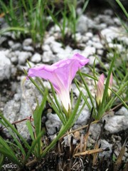 Ipomoea desmophylla