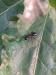Camponotus ligniperda