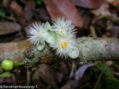 Garcinia orthoclada