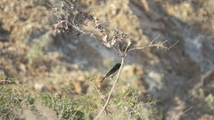 Oenanthe albonigra