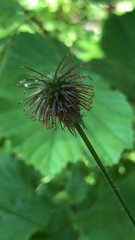 Geum urbanum