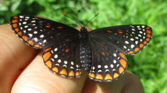 Euphydryas phaeton