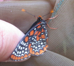 Euphydryas phaeton