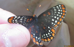 Euphydryas phaeton