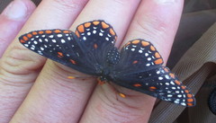 Euphydryas phaeton