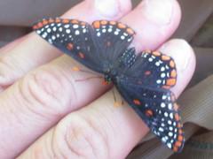 Euphydryas phaeton