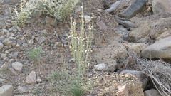 Asphodelus tenuifolius