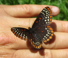 Euphydryas phaeton