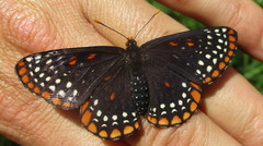 Euphydryas phaeton