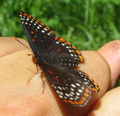 Euphydryas phaeton