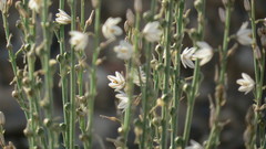 Asphodelus tenuifolius