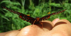 Euphydryas phaeton