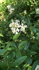Ligustrum vulgare